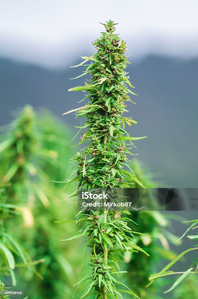 Вейпинг и «фекальный» скандал: что умалчивают российские СМИ